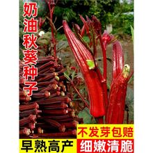 tNӸ߮aSNѴļ̨ԷNֲ߲˷N