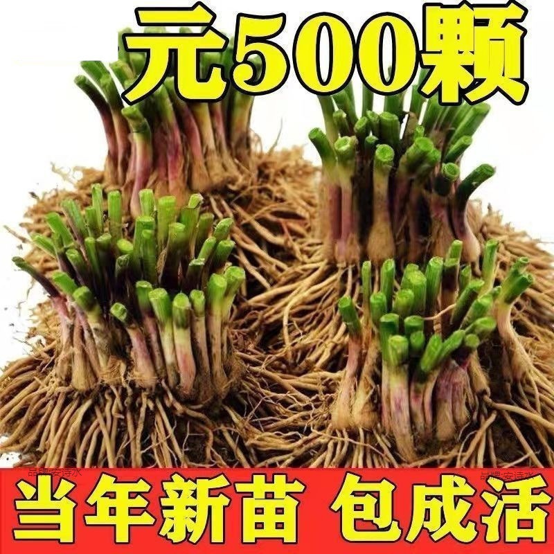 Farmers' red -rooted leek root Purple -root small fine leek shades