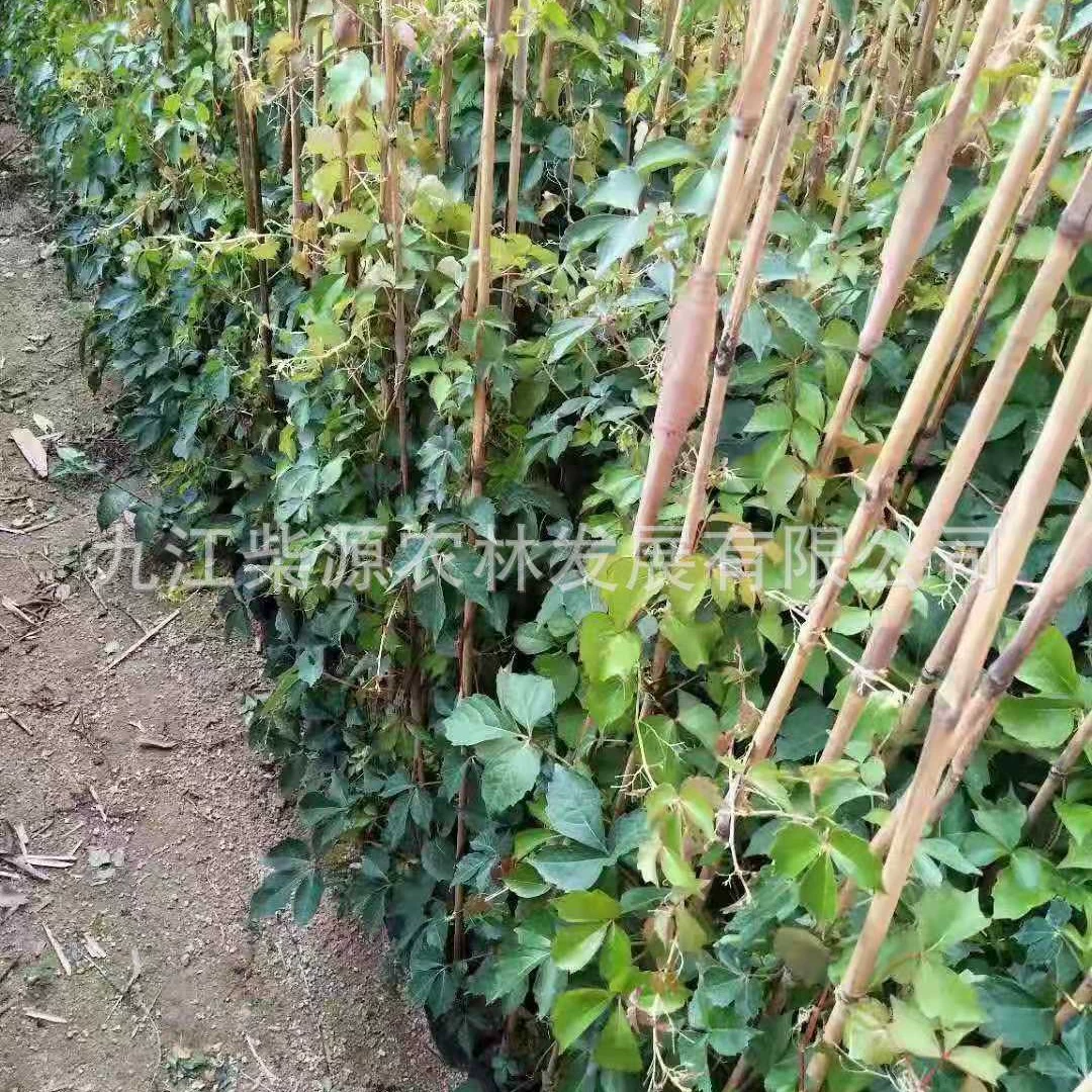 [Оптовая продажа] Маленькие саженцы вьющихся растений, каменного дракона, кленовой лозы, красной виноградной лозы, тигра Ба Шань.