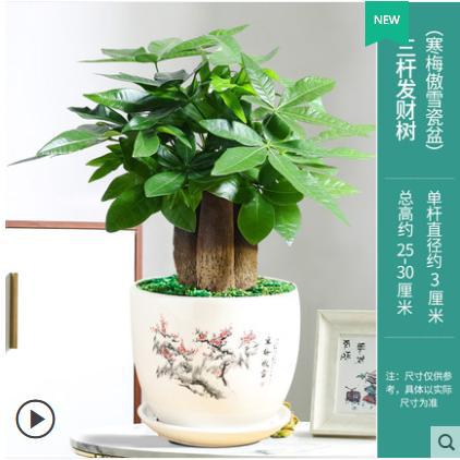 Three-pole money tree [han mei aoxue]