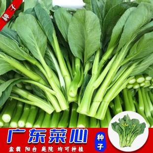 (Shoot 2 Shots 3) Guangdong Cabbage Seeds, Four-Nine Cabbage, Green Vegetables, Four-Season Vegetable Seeds, Balcony Small Yard Potted Plants Can Be Planted