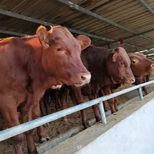 哪里有育肥小牛犊出售 利木赞牛牛苗 销售改良鲁西黄牛