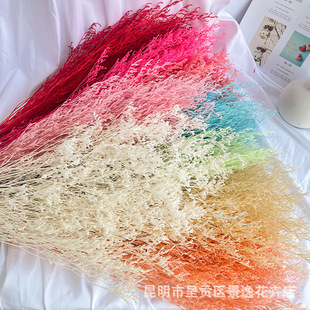 Eternal Lover's Grass Bleached Lover's Grass Lover's Grass Dry Flowers Lover's Grass Wholesale Eternal Lover's Grass Bleached Lover's Grass