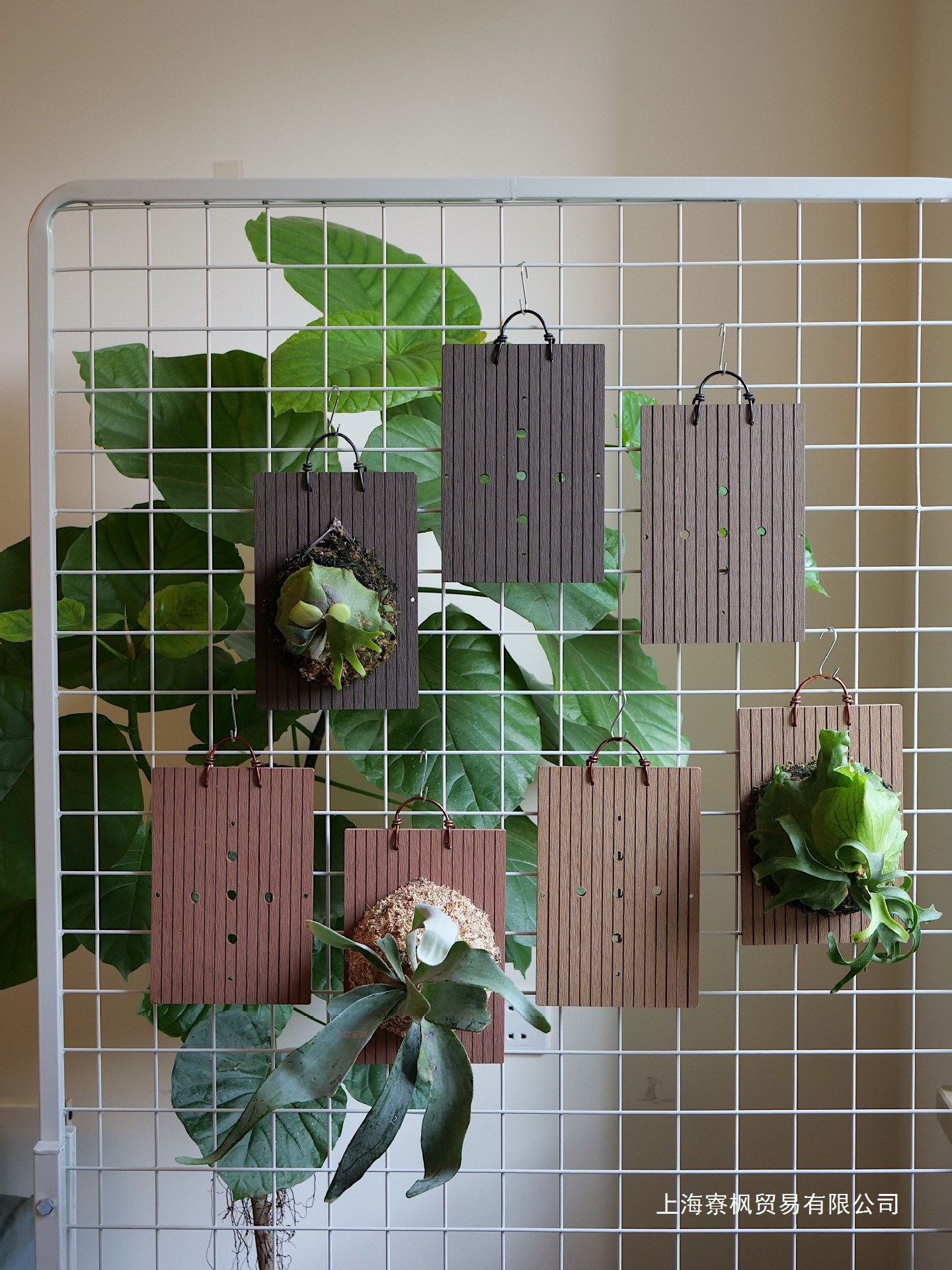 石斛种植木桩花鸟市场塑木玉女何其兰花二歧鹿角蕨板植庭院花店