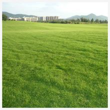 草坪种子美国四季青草坪狗牙根草籽球场庭院护坡种子不修剪耐踩踏