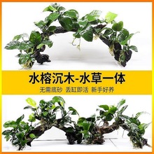 ~쾰ֲˮˮݳľԑСŶֲB~ݸb