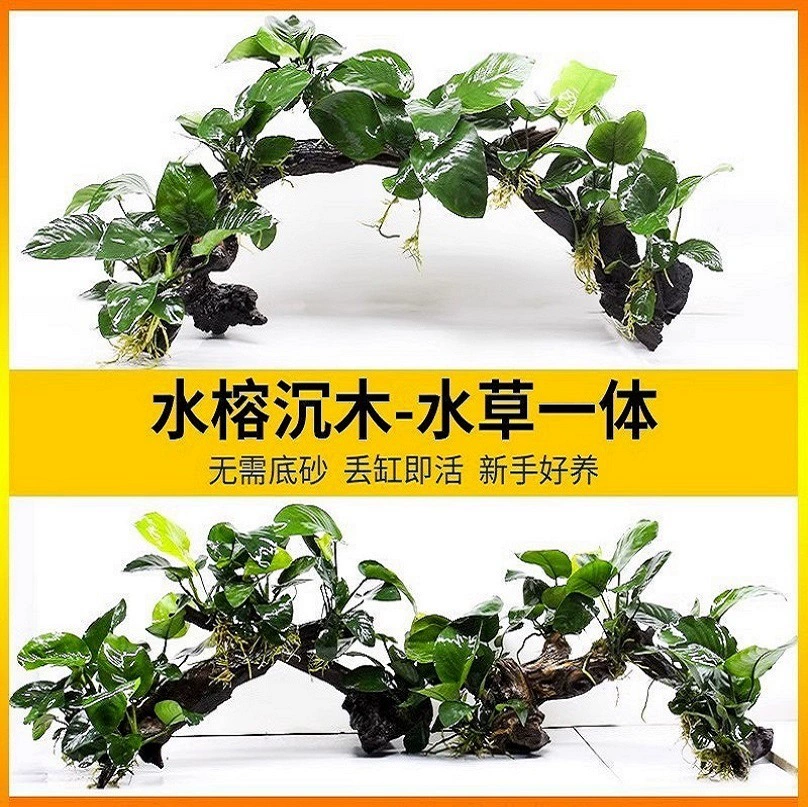 Рыбный аквариум ландшафтное растение водяной фикус тугой травы дерево отрицательный ленивый мини-фикус посадка рыбы