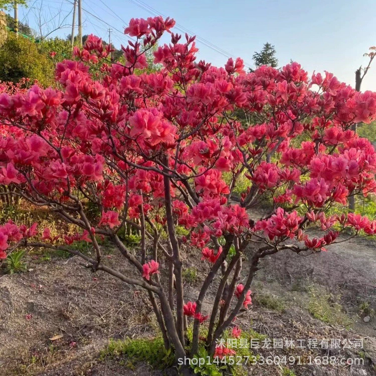 Нативные саженцы горного лавра, садовые азалии, цветочные бутоны азалий, горшечные растения, морозостойкие