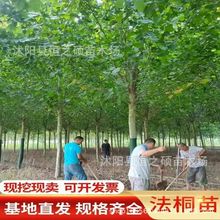 基地批发法桐树苗梧桐树悬铃木园林工程绿化苗木规格齐全量大优惠