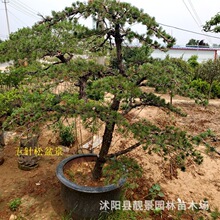 苗圃五针松盆栽价格 好看造型迎客松盆景苗公园景区绿化植物树苗