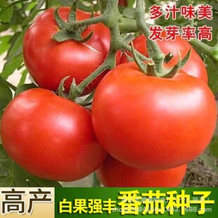 �׹����S���t���N�ӷۼt���ѷN�Ѵ�tɳȿ�}Ů��ԭ�b�߲˷N�ݴ�ȫ