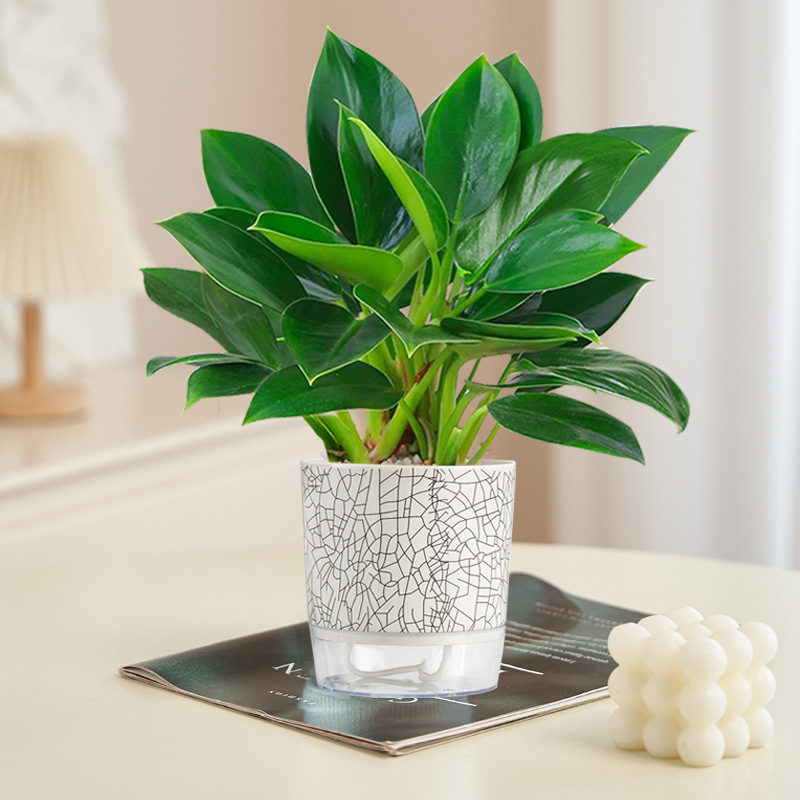 골든다이아몬드 20cm 3그루(얼음깨짐자흡식분지) + 영양액