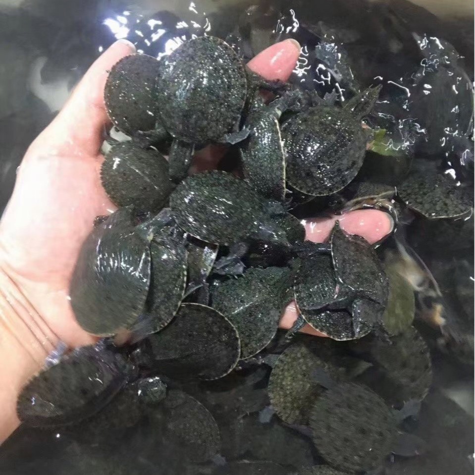 小甲鱼甲鱼苗水鱼苗水鱼外塘养殖批发中华鳖中华鳖本地鱼量大价优