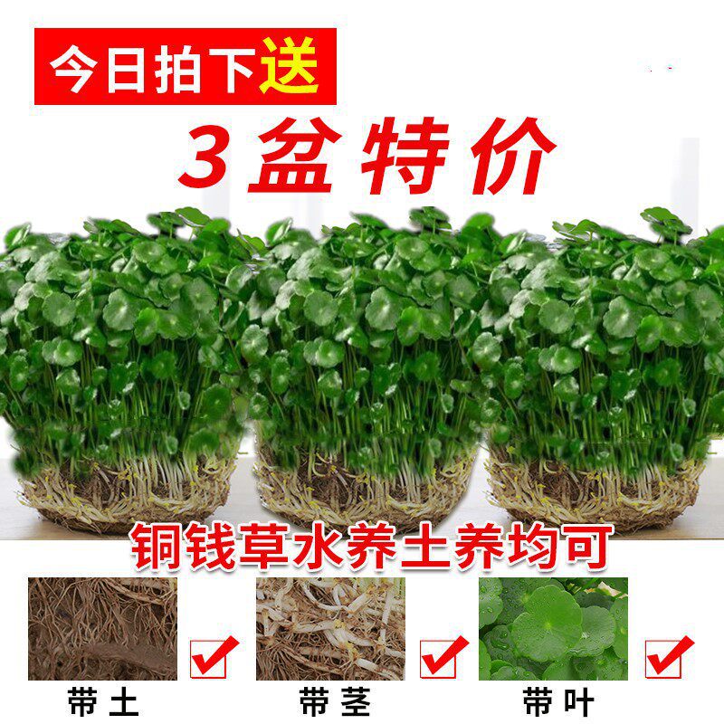 Evergreen Money Grass with Leaves, Indoor Potted Plants, Green Plants, Money Grass Hydroponic Plants, Money Grass Large Pot Evergreen Money Grass with Leaves, Indoor Potted Plants, Green Plants, Money Grass Hydroponic Plants, Money Grass Large Pot