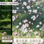 透光跨境家用不透明贴纸