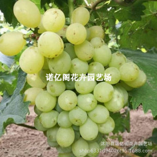 �o���R������������o�Ѱ�ţ�����ј������Ե��������Ϸ������Nֲ