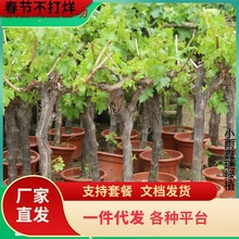 һlј{ʯ箔YԵϱNֲꖹõ