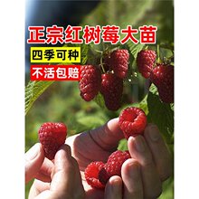 �t��ݮ�����Ϸ��Nֲ����Y���҃����̨ͥԺ���Ե���ˮ���޽ӹ���