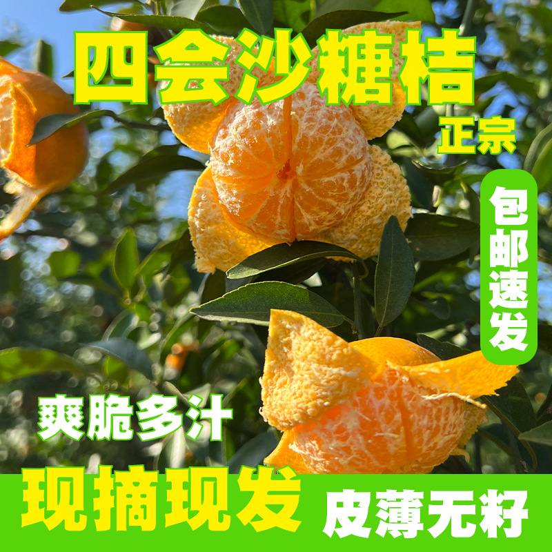 广东四会沙糖桔当季砂糖橘新鲜砂糖桔果园直发皮薄汁多礼盒水果