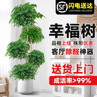 �Ҹ���͏d���Դ��;Gֲ�҃ȶ��Ӻ��B�׻����ʽ��ֲ�k�����滨