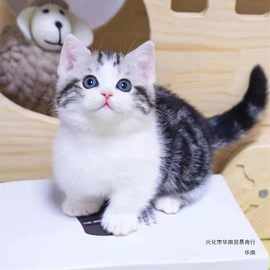 活体虎斑猫矮脚猫纯种美短猫折耳小猫活物宠物猫咪美短加白起司猫