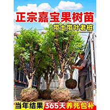 一件代发正宗嘉宝果苗树四季沙巴老桩树葡萄阳台庭院种植盆栽当年