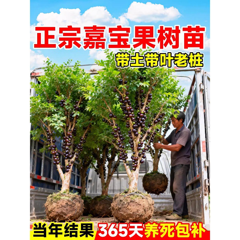 一件代发正宗嘉宝果苗树四季沙巴老桩树葡萄阳台庭院种植盆栽当年