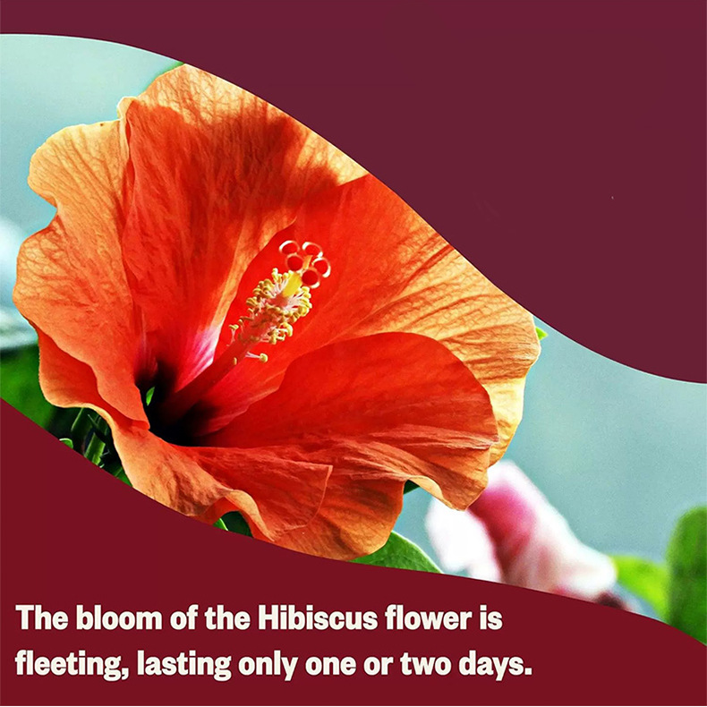 Hibiscus Tea Bags Luo Shen Hua 洛神花 2g x 100 Bags Sugar Free Herbal Flower Tea for Hot Brewing overview