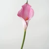 Fuchsia, big