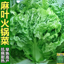 偰ײ˷N~o߮a＾~ײ߲˷N