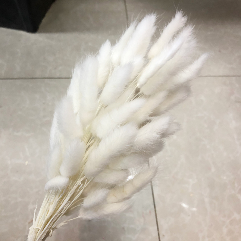 흰토끼꼬리 60개