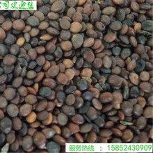 【跨境供货】巨紫荆种子紫荆种子多花紫荆树种子洋紫荆加拿大宫粉