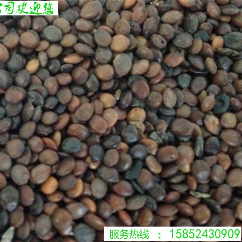 【跨境供货】巨紫荆种子紫荆种子多花紫荆树种子洋紫荆加拿大宫粉