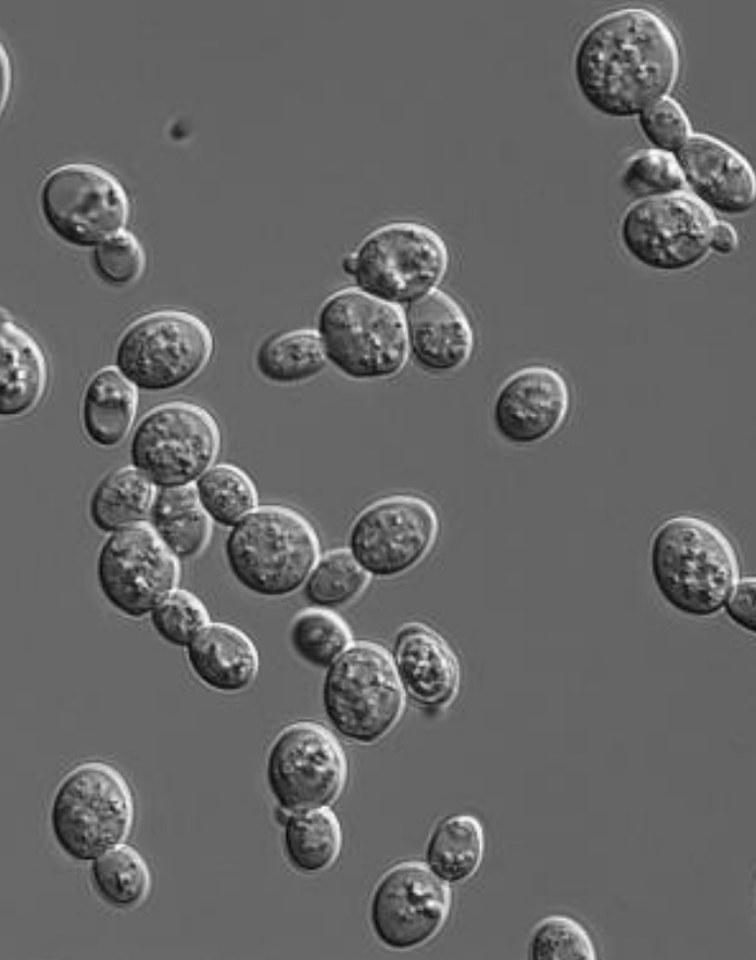 ��˥�ϻ�����REGENIXIR