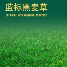 【进口蓝标黑麦草种子】蓝标高羊茅早熟禾草坪草籽种子耐寒耐旱