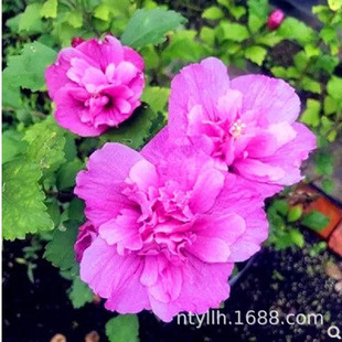 Hibiscus Sapling Base, Landscaping Project, Greening Seedlings, Hedge Hibiscus Seedlings, Multi-Specification Hibiscus Flower Saplings