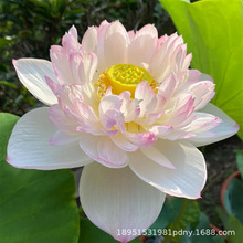 ^pɻˮBʳɏźNɏ˯ɏܷNˮֲ