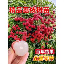 荔枝树苖特大号无核桂味果树盆栽妃子笑嫁接水果树苗南方种植果苗