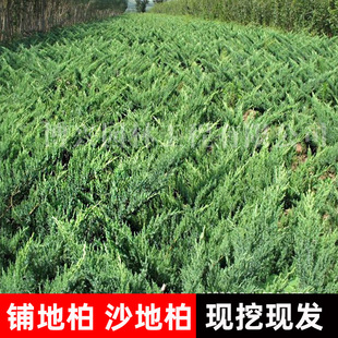 䁵ذ�ɳ�ذؾG����ر�ֲ���ɘ��ļ�����Gֲ�������� ���ذ���