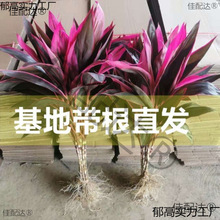 ˮt\^͏dˮBԻƿֲwɫF