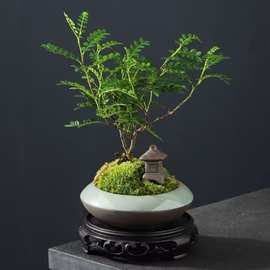 创意家用绿植蝴蝶兰拼盘盆景花盆造景室内桌面微景观文竹盆栽花盆