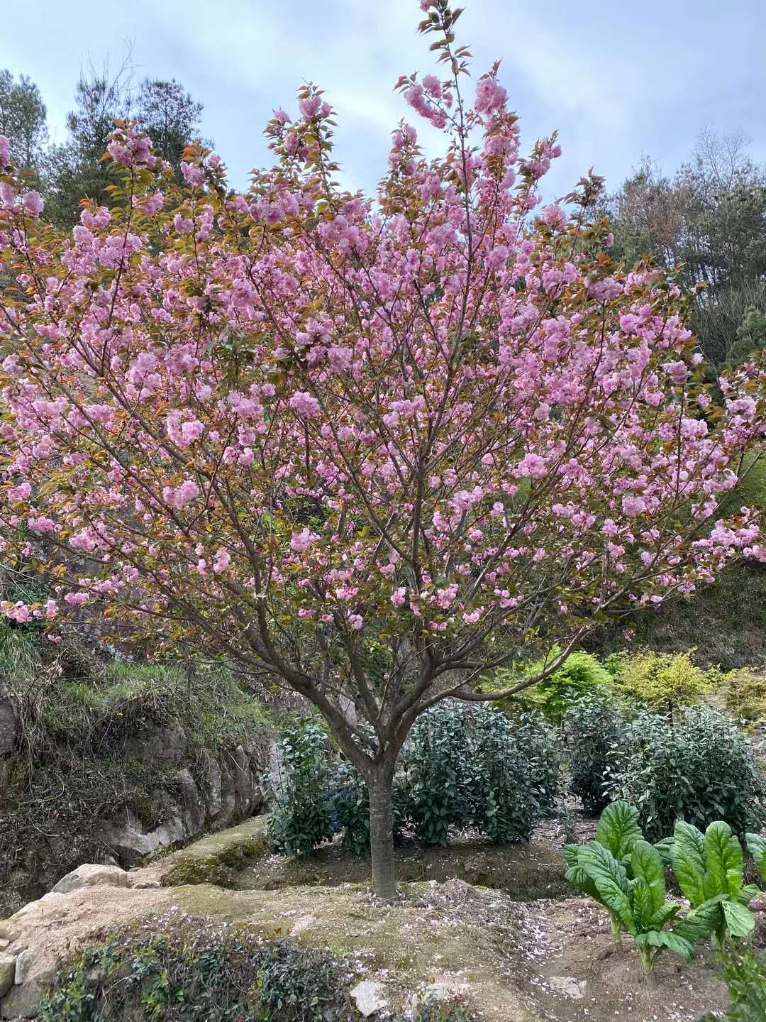 f8e0c84a4f2e881ed88b86c38096ee