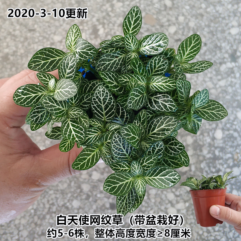 (화분과는) 화이트 엔젤 망상 풀