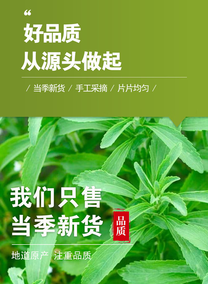 Stevia Leaf Tea Tian Ye Ju 500g Dried Sweet Herb Leaves for Herbal Blends quality and texture