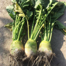 �ձ����^��N�����r�ҹ��^���ե���߲˷N���ﶬ���������߲˷N��