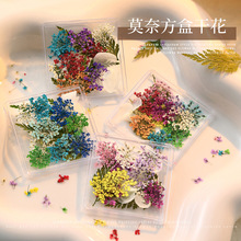 日系干花美甲爆款小清新满天星小碎花真花饰品小雏菊DIY美甲配饰