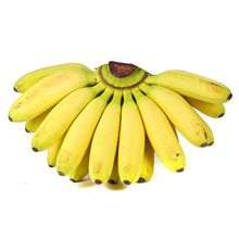 【全年供应】广西小米蕉banana香蕉 新鲜水果香甜芭蕉黄皮代发