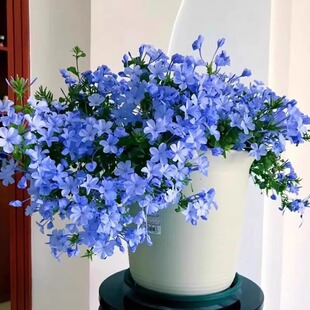 Blue Snowflake Large Seedlings Potted Green Plants and Florals Are Easy to Feed, Courtyard Balcony Plants, Climbing Vines, Heat-Resistant, Blooming in All Seasons, Easy to Maintain