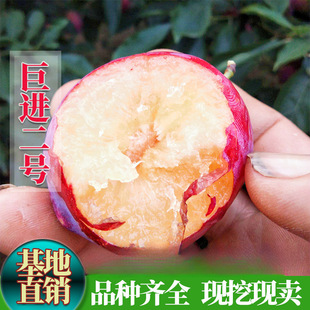 ��Ʒ�N��������M��̖ �ϱ����Nֲ�޽��X���y�� �ɵ����ӹ�����