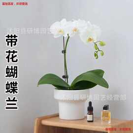 蝴蝶兰花苗鲜花盆栽带花苞花剑办公桌室内客厅四季花卉植物好养活